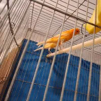 قناری نر و ماده|پرنده|گلپایگان, |دیوار