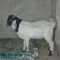 گوسفند کاموری