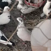 کبوتر فروشی