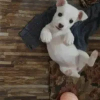 واگذاری سگ پامر اشپیتز