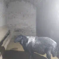 گوسفند