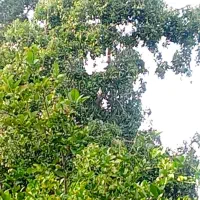 انبه محلی میناب