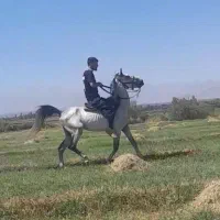 اسب نیله نریان دو خون