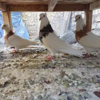 طوقی هفترنگ|پرنده|لنجان, |دیوار