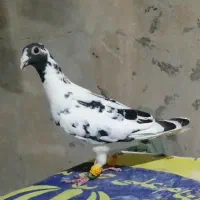 کفتر جوجه پرشی
