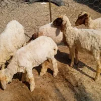 بره شیر مس باب پروار