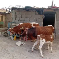 فروشی