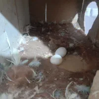 طوطی برزیلی کبوتر سهره قناری عروس هلندی مرغ عشق|پرنده|محمدشهر, کوی بهار|دیوار