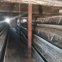 مرغ داری تخم گذار|اجارهٔ دفتر صنعتی، کشاورزی، تجاری|دشتابی, |دیوار