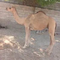 فروش دوعدد شتر نردوسال|حیوانات مزرعه|میناب, |دیوار