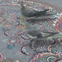 عروس هلندی|پرنده|شوش, |دیوار