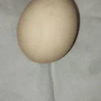 تخم مرغ محلی  با بهترین کیفیت
