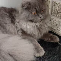 گربه اسکاتیش