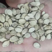 تخمه هندوانه کلاله فروشی