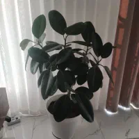 گل فیکوس سبز