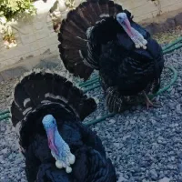 بوقلمون فروشی|حیوانات مزرعه|فهرج, |دیوار