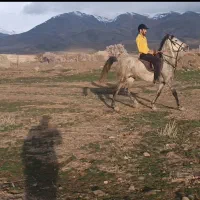 اسب|اسب و تجهیزات اسب‌سواری|مرند, |دیوار