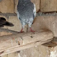3تا بچه کفتر