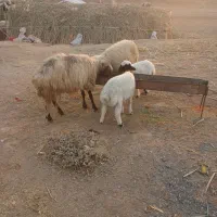 تعداد ۲ عدد میش وبره|حیوانات مزرعه|قصرشیرین, |دیوار