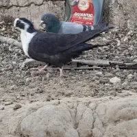 سبز و مگس|پرنده|خاش, |دیوار