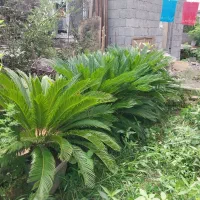 تعدادی سیکاس گدان 55 فروشی و توری گدانی