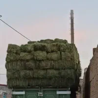 فروش بذر یونجه تخم یونجه درجه یک