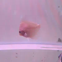 دیسکس شاه ماهی آب شیرین|ماهی|تهران, استاد معین|دیوار