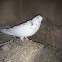 کبوتر پرشی|پرنده|پاکدشت, پاکدشت (مامازند)|دیوار