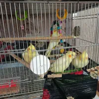 عروس هلندی و کلوته برزیلی