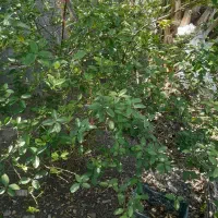 فروش نهال درجه یک لیمو ، انبه و زیتون رودان