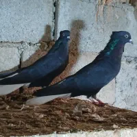 کبوتراس|پرنده|نگین شهر, |دیوار