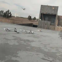 قلعه نوقطار قبل از شهرک ثامن پای پل گرم سار|فروش زمین و ملک کلنگی|قنوات, |دیوار