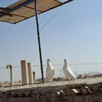 کفتر ،کبوتر پرشی (4تا نر)|پرنده|قم, نخودی|دیوار