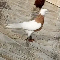 گمشده