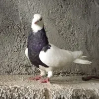 کبوتر طوقی ماده