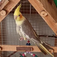 جوجه عروس هلندی