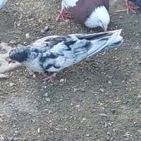 پرنده کله ای سور دومبی|پرنده|کهنوج, |دیوار