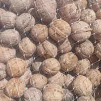 گردوتازه حدود۴۰ کیلو