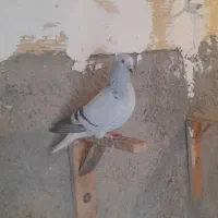 سلام کبود دومسفید|پرنده|بشاریات, |دیوار