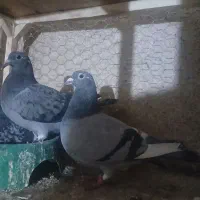 پرنده|پرنده|مشهد, طبرسی شمالی|دیوار