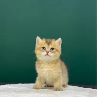 گربه بریتیش رنگ بلک گلد شهرک غرب(عکس مجموعه)