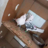 کفتر پشت دار