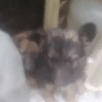 توله ژرمن شپرد اصیل