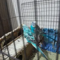 مرغ عشق|پرنده|شاهینشهر, خانه کارگر|دیوار