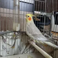 عروس هلندی لوتینو|پرنده|سبزوار, هویزه|دیوار