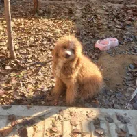 پودل نر 14ماهه از پدر وارداتی