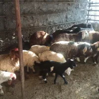 ه خوب قلوه دار جگر سالم