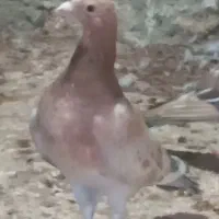 جفت نر سار سبز ماده سار زرد|پرنده|بیرجند, |دیوار