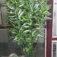 باسلام|گل و گیاه طبیعی|آذرشهر, |دیوار