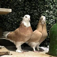 کفتر شازده زرد